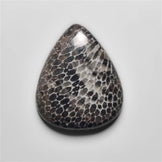 Fossil Coral