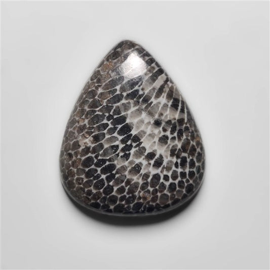 Fossil Coral