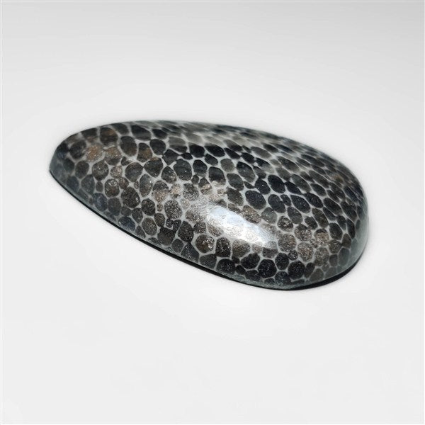 Fossil Coral