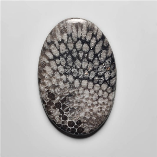 Fossil Coral