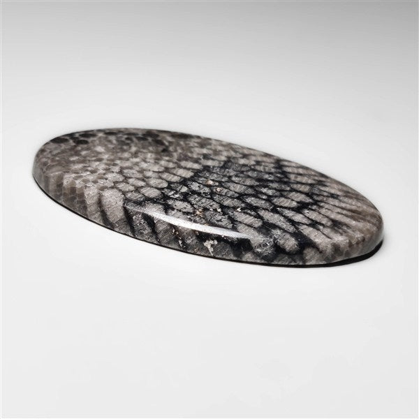 Fossil Coral