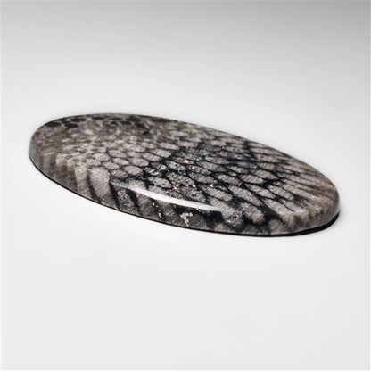 Fossil Coral