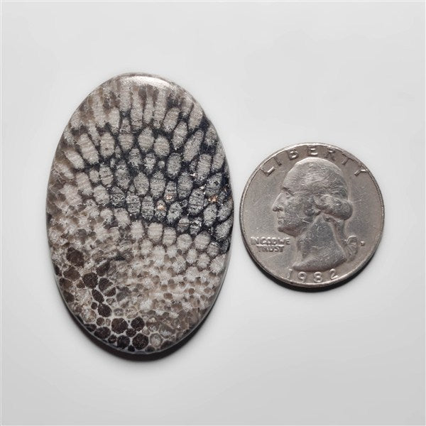 Fossil Coral