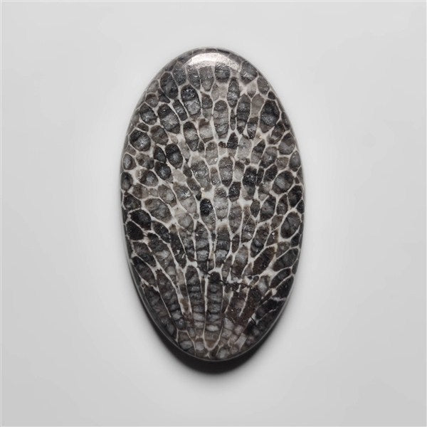 Fossil Coral