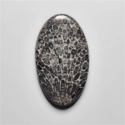 Fossil Coral
