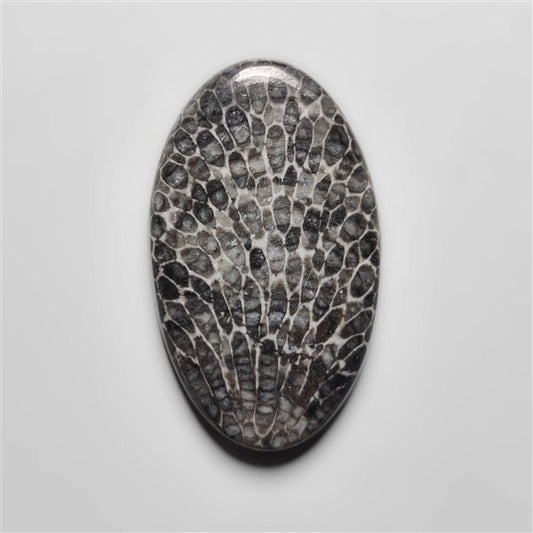 Fossil Coral