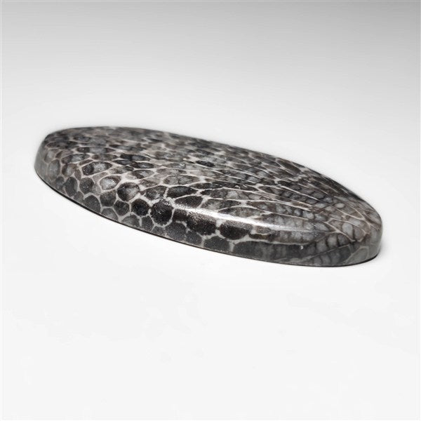 Fossil Coral