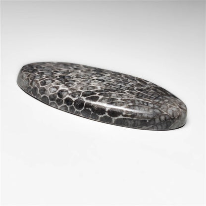 Fossil Coral