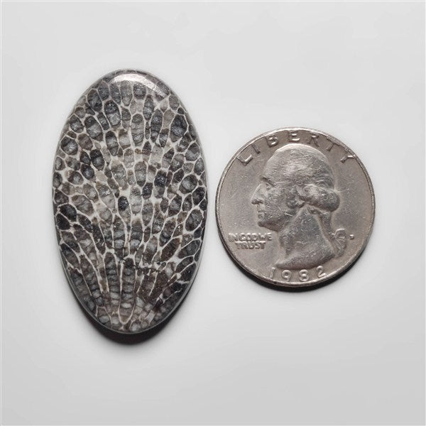 Fossil Coral