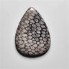 Fossil Coral