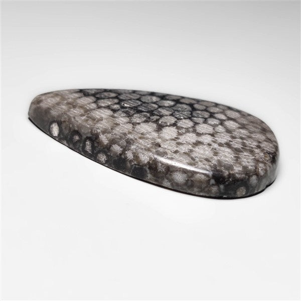 Fossil Coral
