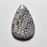 Fossil Coral