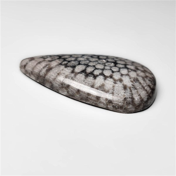 Fossil Coral