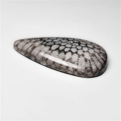 Fossil Coral