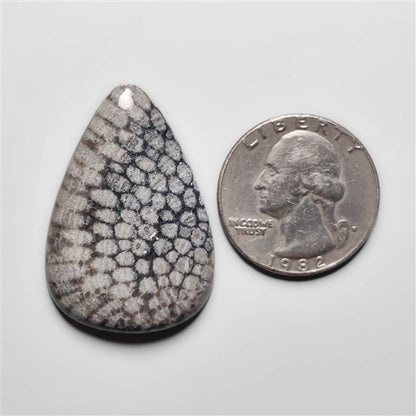 Fossil Coral