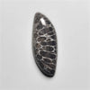 Fossil Coral