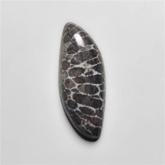 Fossil Coral