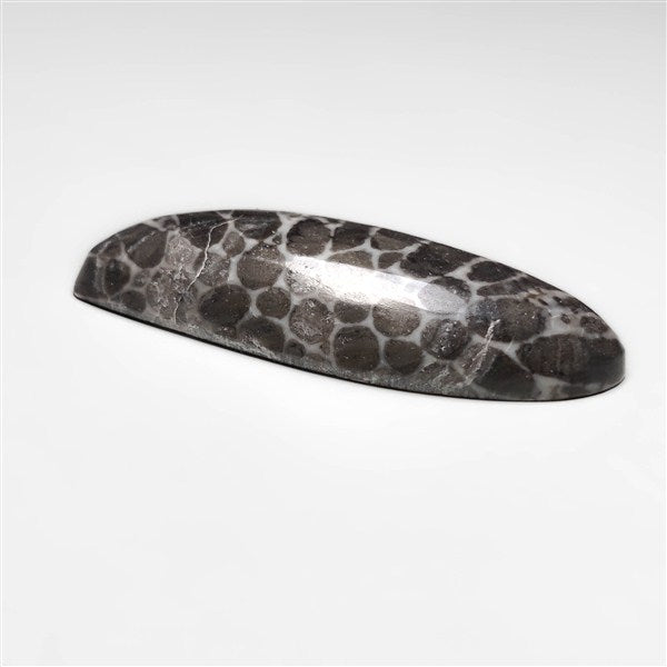 Fossil Coral