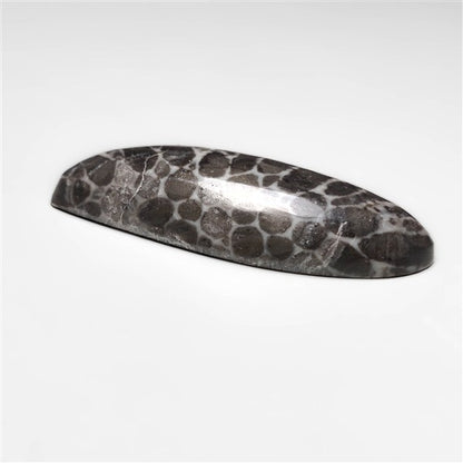 Fossil Coral