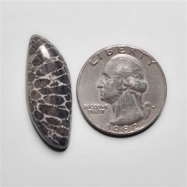 Fossil Coral