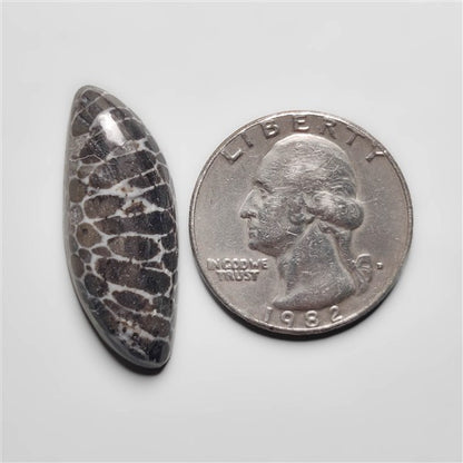 Fossil Coral