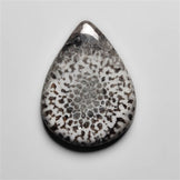 Fossil Coral