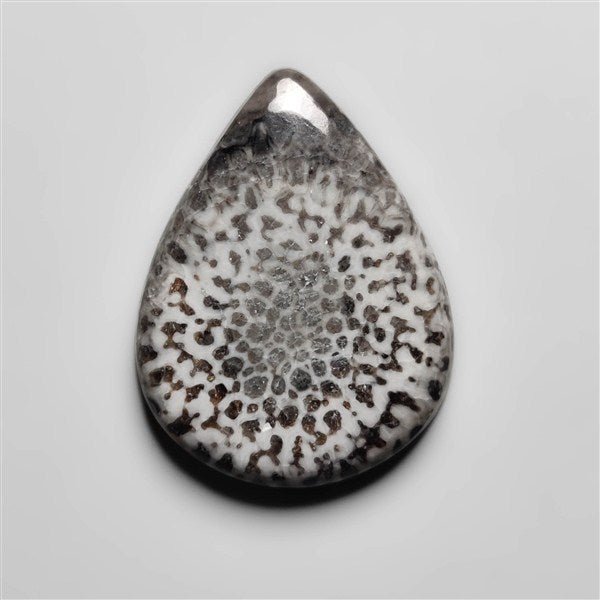 Fossil Coral