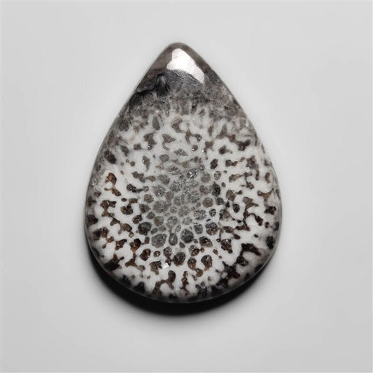 Fossil Coral