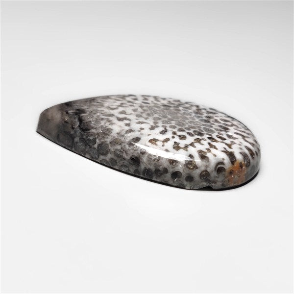Fossil Coral