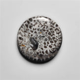 Fossil Coral