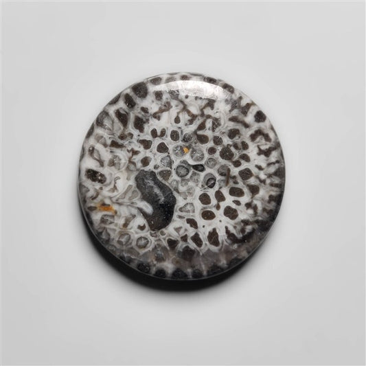 Fossil Coral