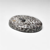 Fossil Coral