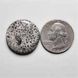 Fossil Coral