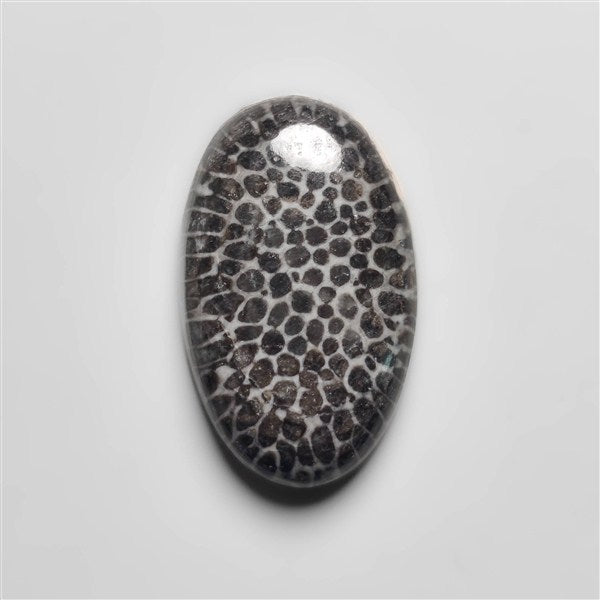 Fossil Coral