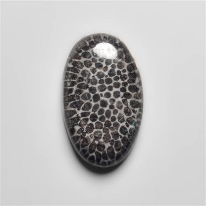 Fossil Coral