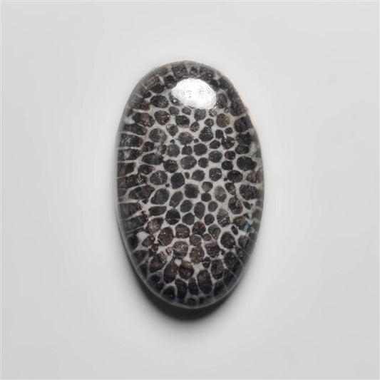 Fossil Coral