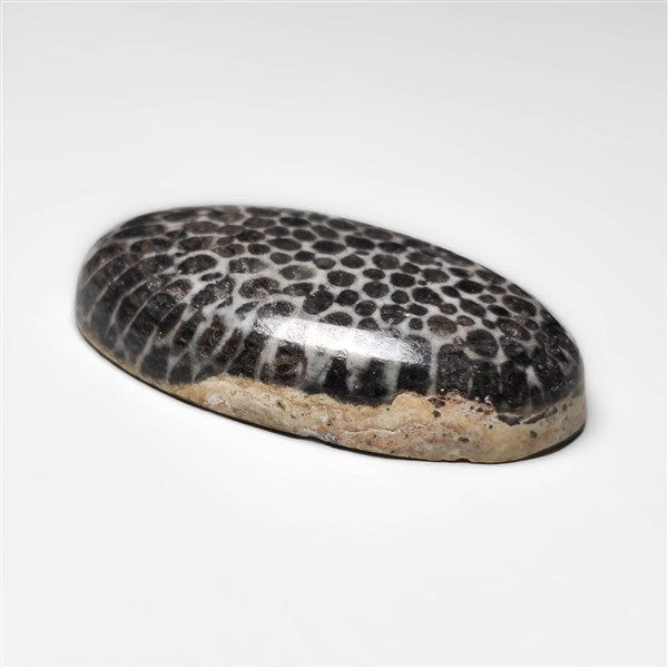 Fossil Coral