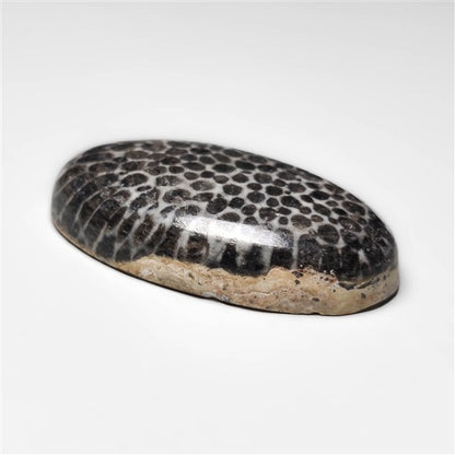 Fossil Coral