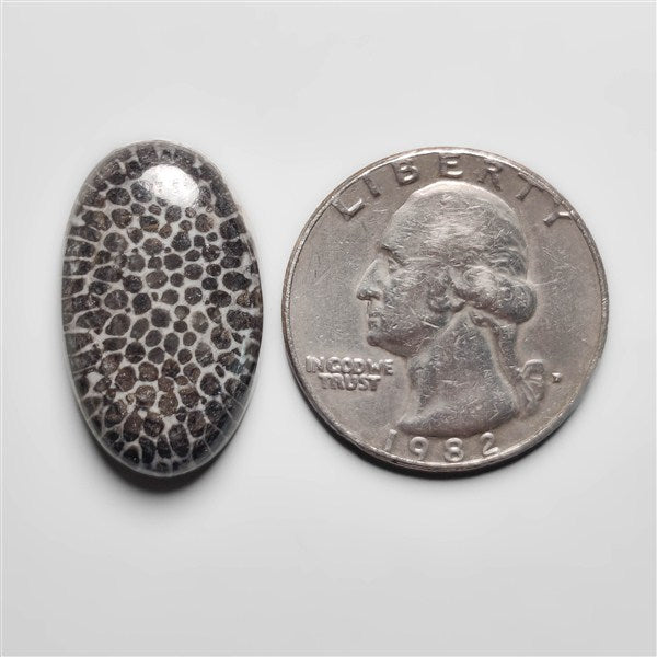 Fossil Coral