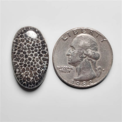 Fossil Coral