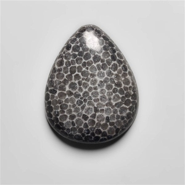 Fossil Coral