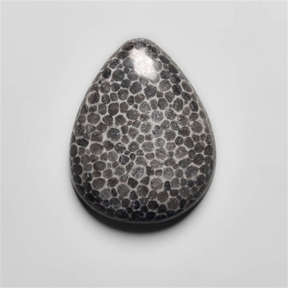 Fossil Coral