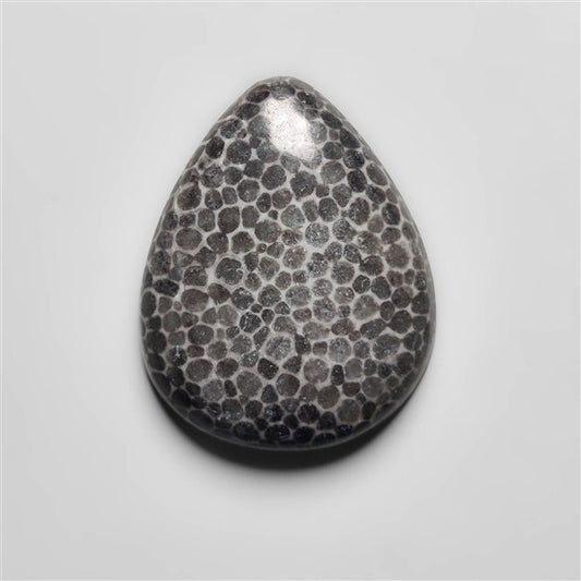 Fossil Coral