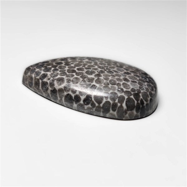 Fossil Coral
