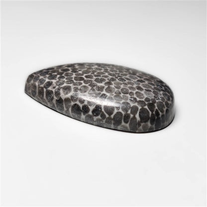 Fossil Coral
