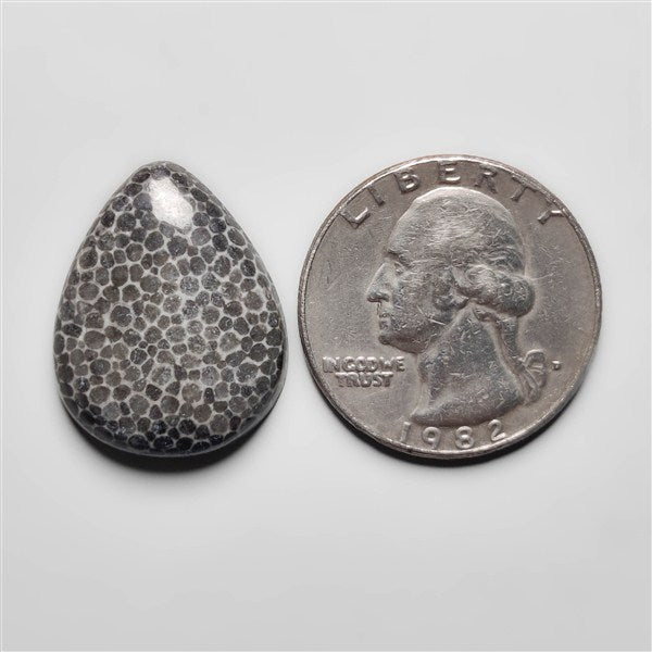 Fossil Coral