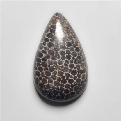 Fossil Coral