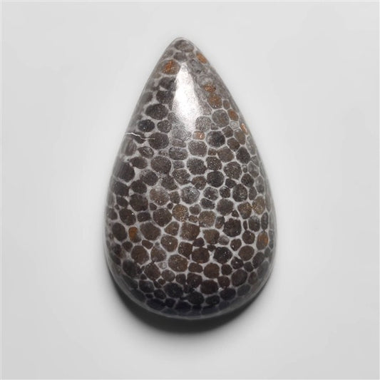 Fossil Coral