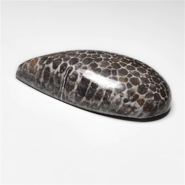 Fossil Coral
