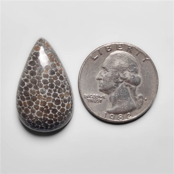 Fossil Coral